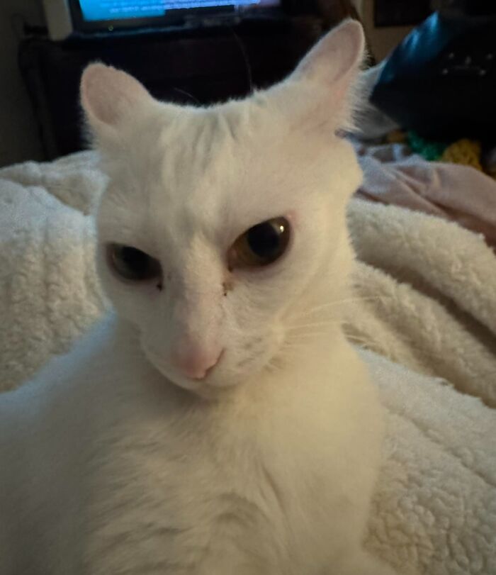 45 Adorable Cats Getting Ready For Takeoff With Their Aeroplane Ears From This Dedicated Page