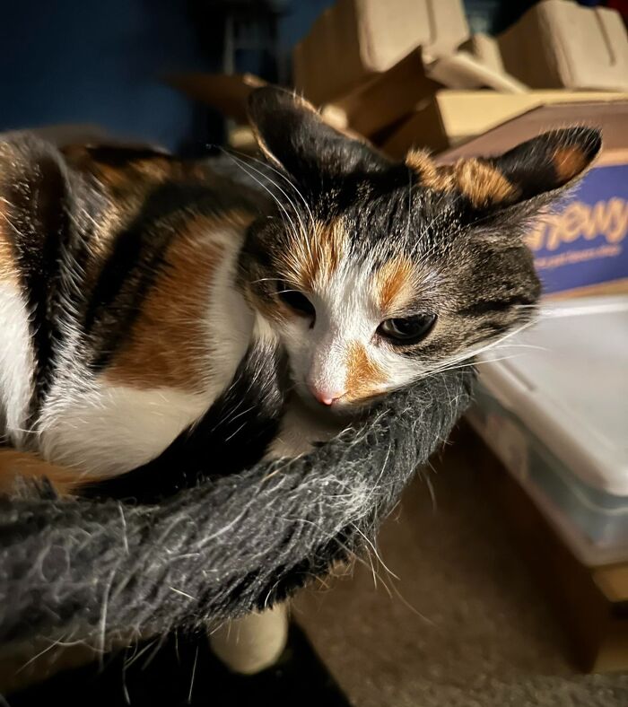 45 Adorable Cats Getting Ready For Takeoff With Their Aeroplane Ears From This Dedicated Page