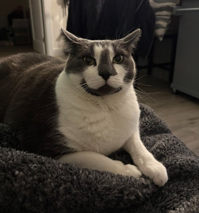 45 Adorable Cats Getting Ready For Takeoff With Their Aeroplane Ears From This Dedicated Page