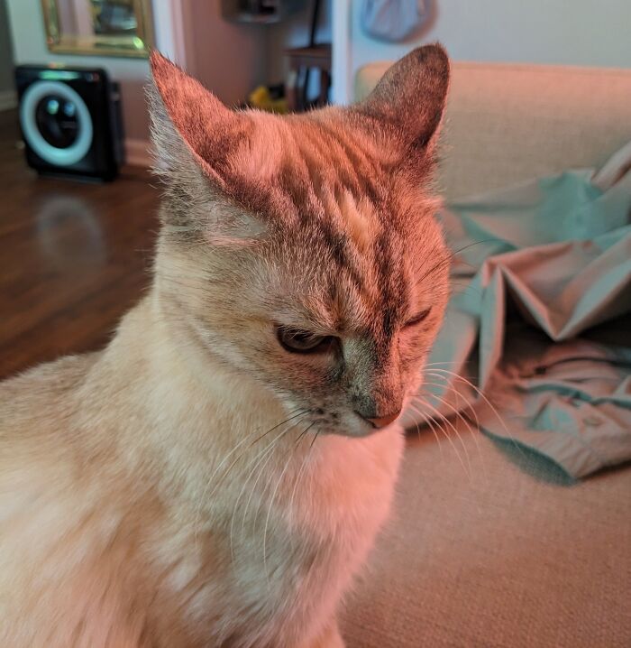 45 Adorable Cats Getting Ready For Takeoff With Their Aeroplane Ears From This Dedicated Page