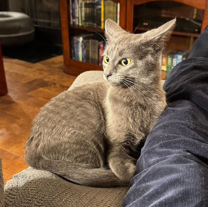 45 Adorable Cats Getting Ready For Takeoff With Their Aeroplane Ears From This Dedicated Page
