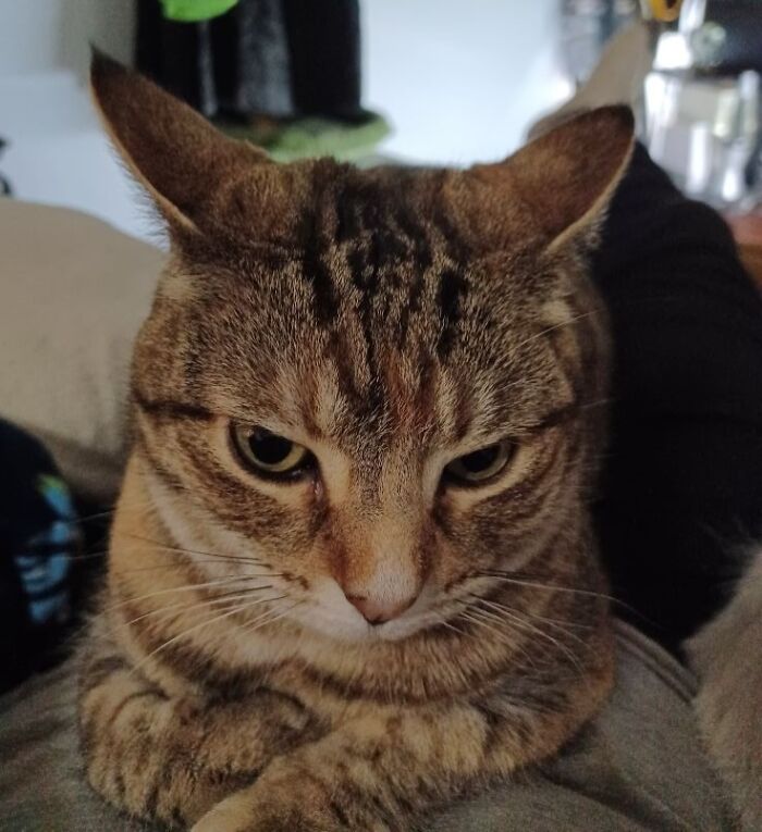 45 Adorable Cats Getting Ready For Takeoff With Their Aeroplane Ears From This Dedicated Page