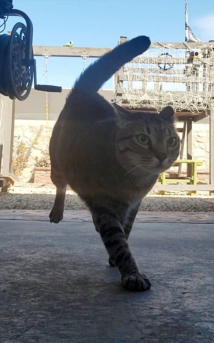45 Adorable Cats Getting Ready For Takeoff With Their Aeroplane Ears From This Dedicated Page