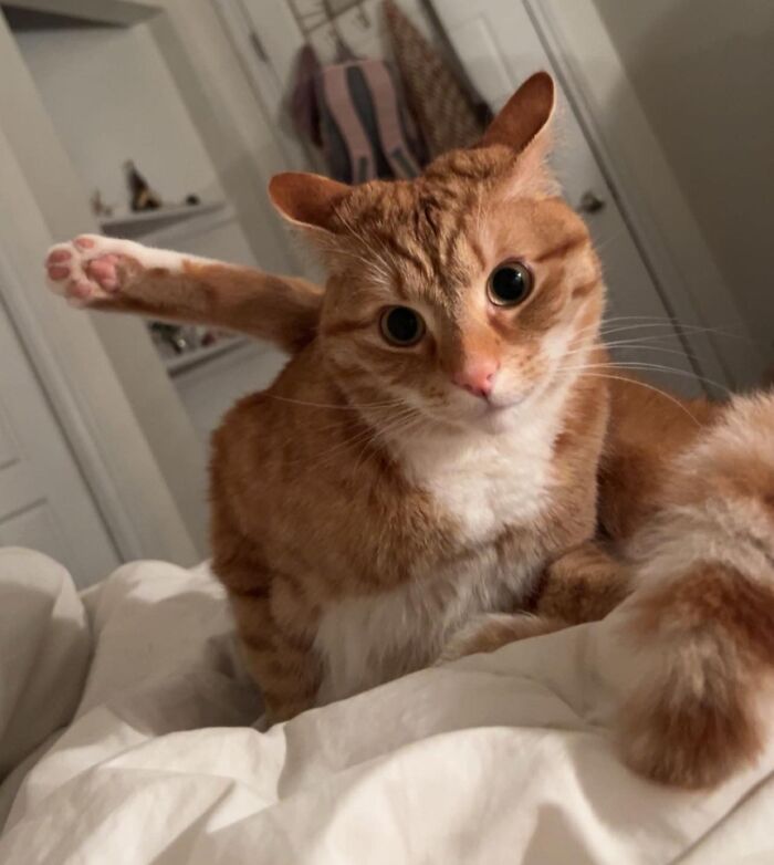 45 Adorable Cats Getting Ready For Takeoff With Their Aeroplane Ears From This Dedicated Page