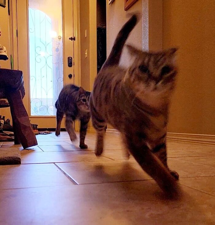45 Adorable Cats Getting Ready For Takeoff With Their Aeroplane Ears From This Dedicated Page