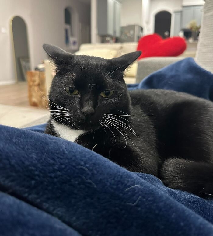 45 Adorable Cats Getting Ready For Takeoff With Their Aeroplane Ears From This Dedicated Page