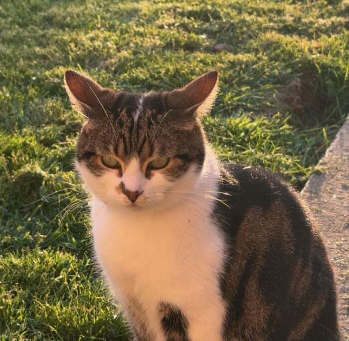 45 Adorable Cats Getting Ready For Takeoff With Their Aeroplane Ears From This Dedicated Page