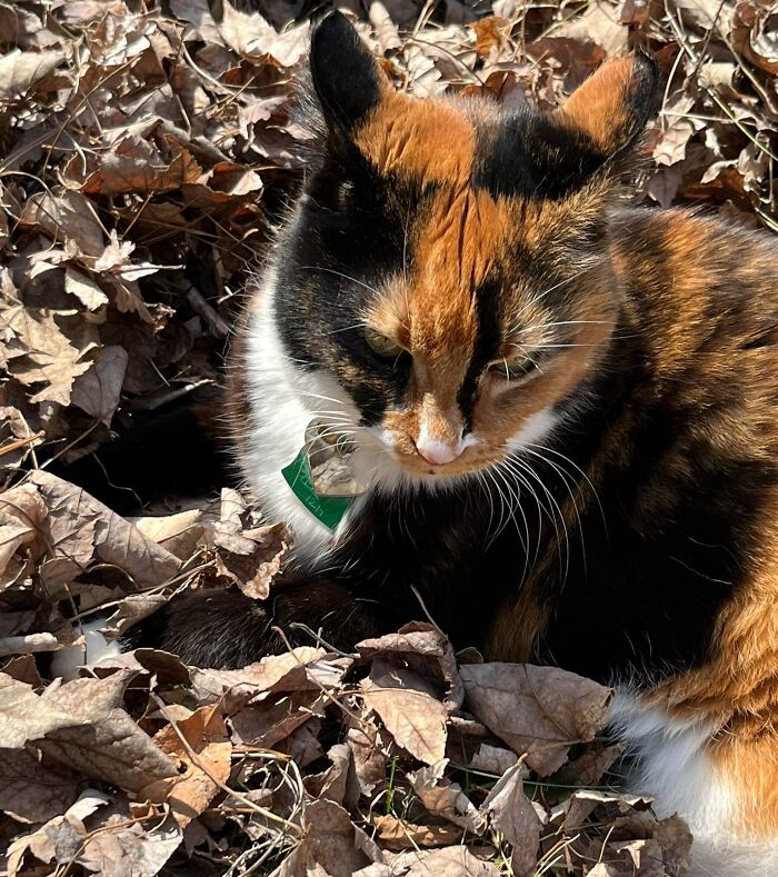 45 Adorable Cats Getting Ready For Takeoff With Their Aeroplane Ears From This Dedicated Page