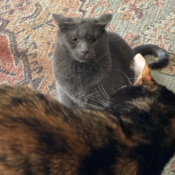 45 Adorable Cats Getting Ready For Takeoff With Their Aeroplane Ears From This Dedicated Page