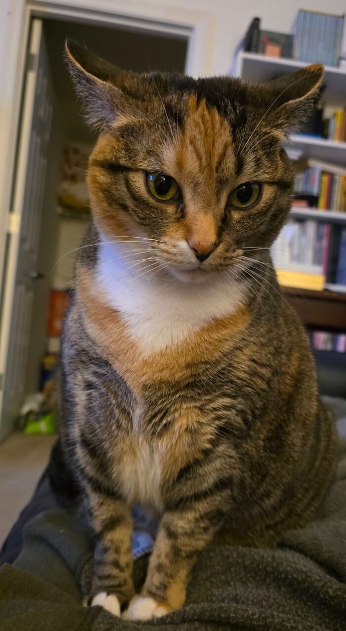 45 Adorable Cats Getting Ready For Takeoff With Their Aeroplane Ears From This Dedicated Page
