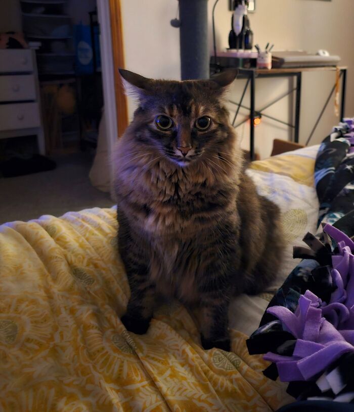 45 Adorable Cats Getting Ready For Takeoff With Their Aeroplane Ears From This Dedicated Page