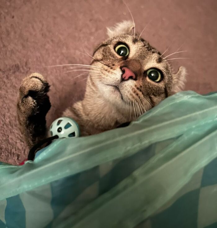 45 Adorable Cats Getting Ready For Takeoff With Their Aeroplane Ears From This Dedicated Page