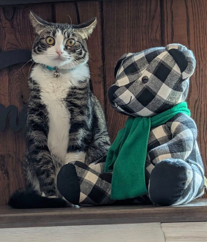 45 Adorable Cats Getting Ready For Takeoff With Their Aeroplane Ears From This Dedicated Page