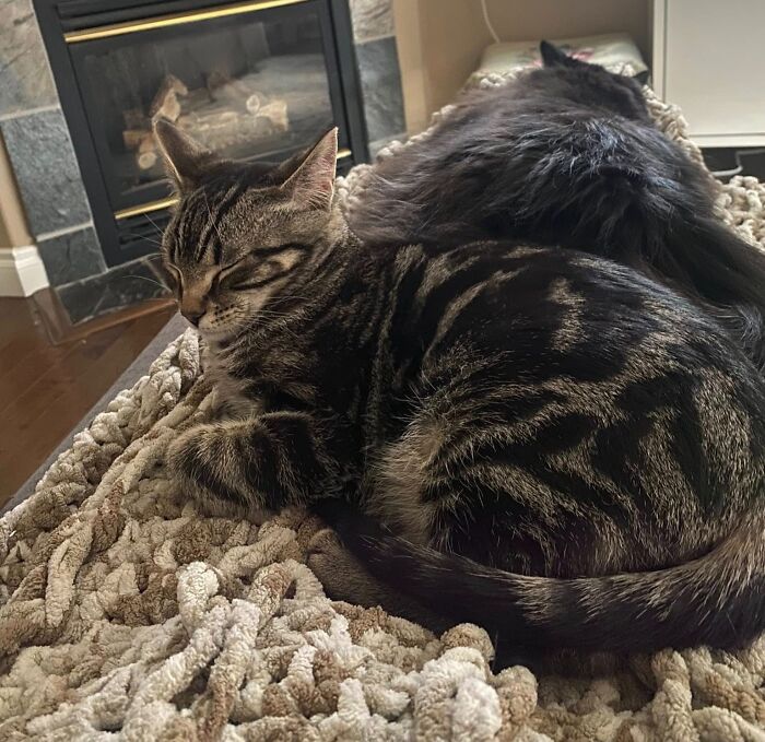 45 Adorable Cats Getting Ready For Takeoff With Their Aeroplane Ears From This Dedicated Page