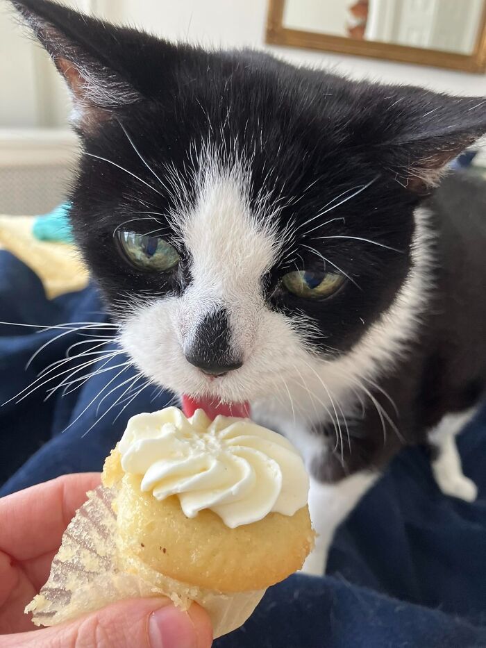 45 Adorable Cats Getting Ready For Takeoff With Their Aeroplane Ears From This Dedicated Page