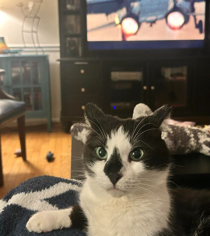 45 Adorable Cats Getting Ready For Takeoff With Their Aeroplane Ears From This Dedicated Page