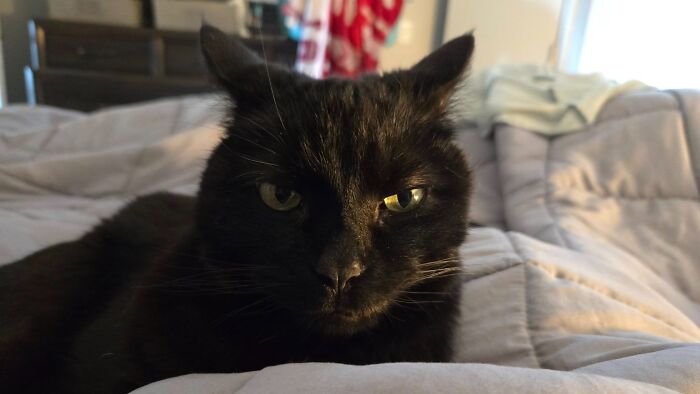45 Adorable Cats Getting Ready For Takeoff With Their Aeroplane Ears From This Dedicated Page