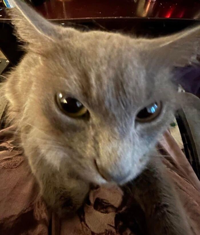 45 Adorable Cats Getting Ready For Takeoff With Their Aeroplane Ears From This Dedicated Page