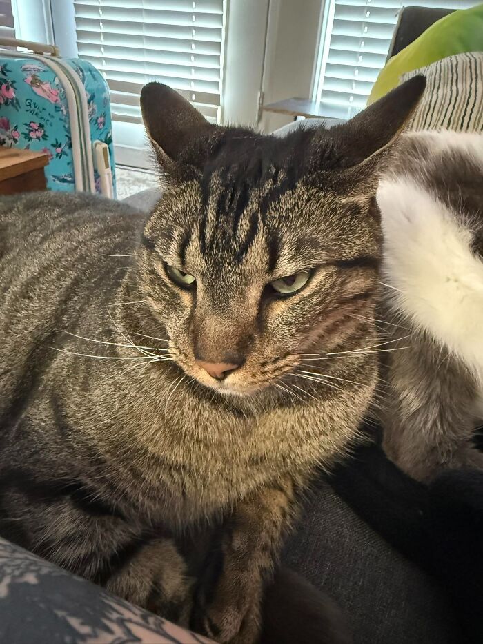 45 Adorable Cats Getting Ready For Takeoff With Their Aeroplane Ears From This Dedicated Page