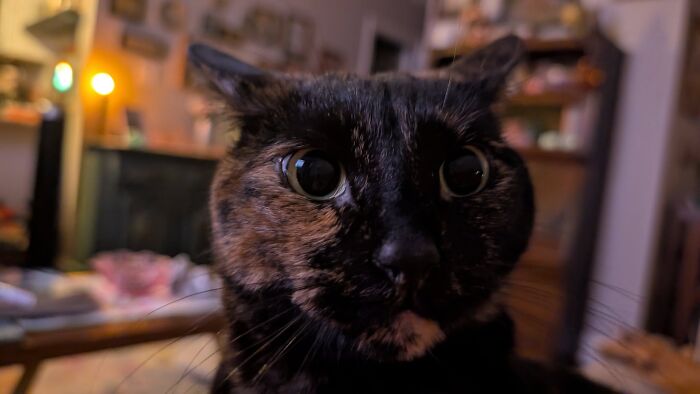 45 Adorable Cats Getting Ready For Takeoff With Their Aeroplane Ears From This Dedicated Page