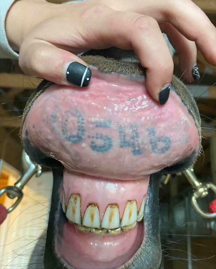 80 Mildly Interesting Photos With Even More Fascinating Backstories (New Pics)