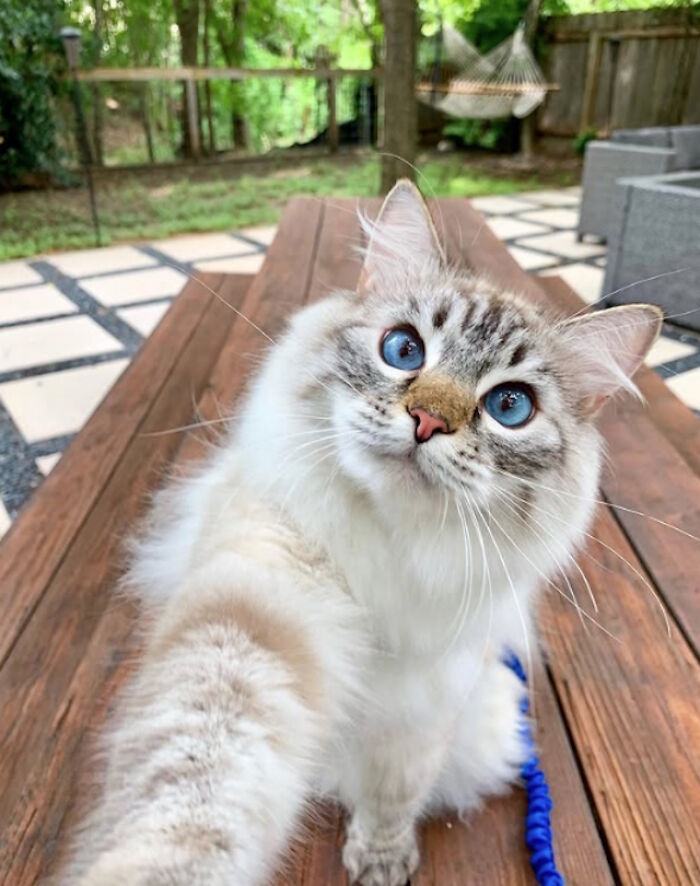 While You&#8217;re Away, Your Cat&#8217;s Taking Selfies (10 Pics)