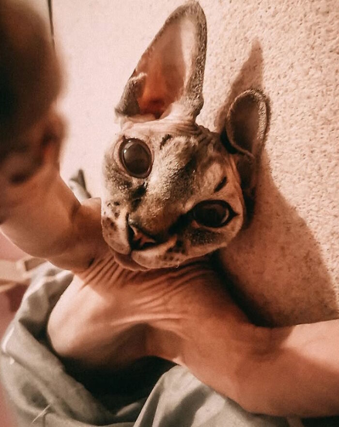 While You&#8217;re Away, Your Cat&#8217;s Taking Selfies (10 Pics)