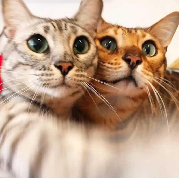 While You&#8217;re Away, Your Cat&#8217;s Taking Selfies (10 Pics)