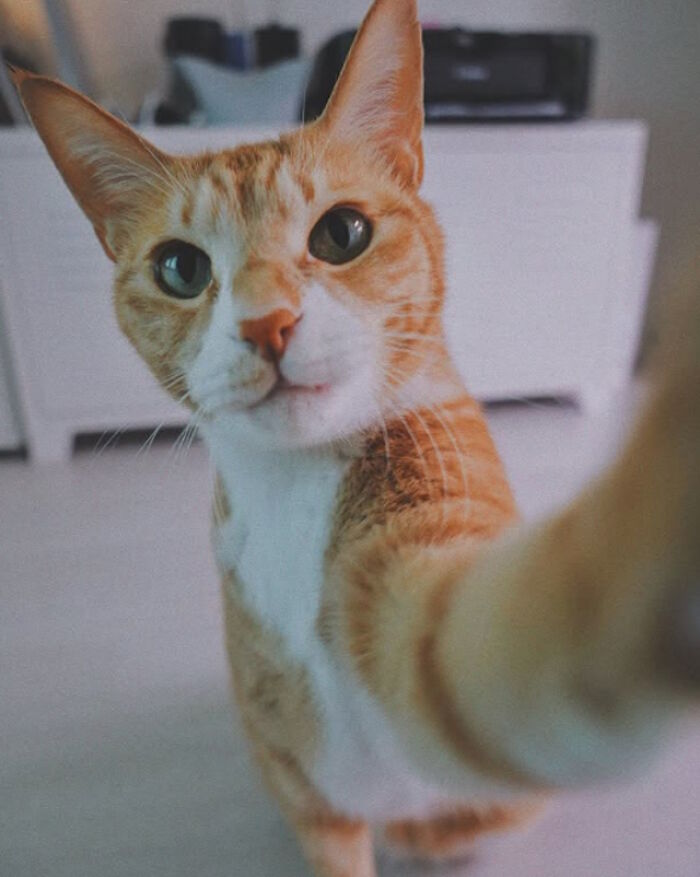 While You&#8217;re Away, Your Cat&#8217;s Taking Selfies (10 Pics)