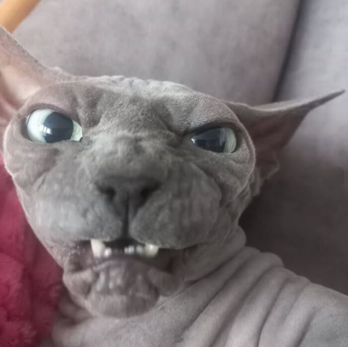 While You&#8217;re Away, Your Cat&#8217;s Taking Selfies (10 Pics)
