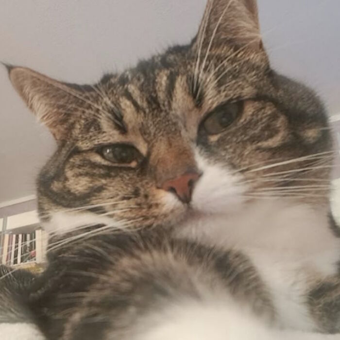 While You&#8217;re Away, Your Cat&#8217;s Taking Selfies (10 Pics)