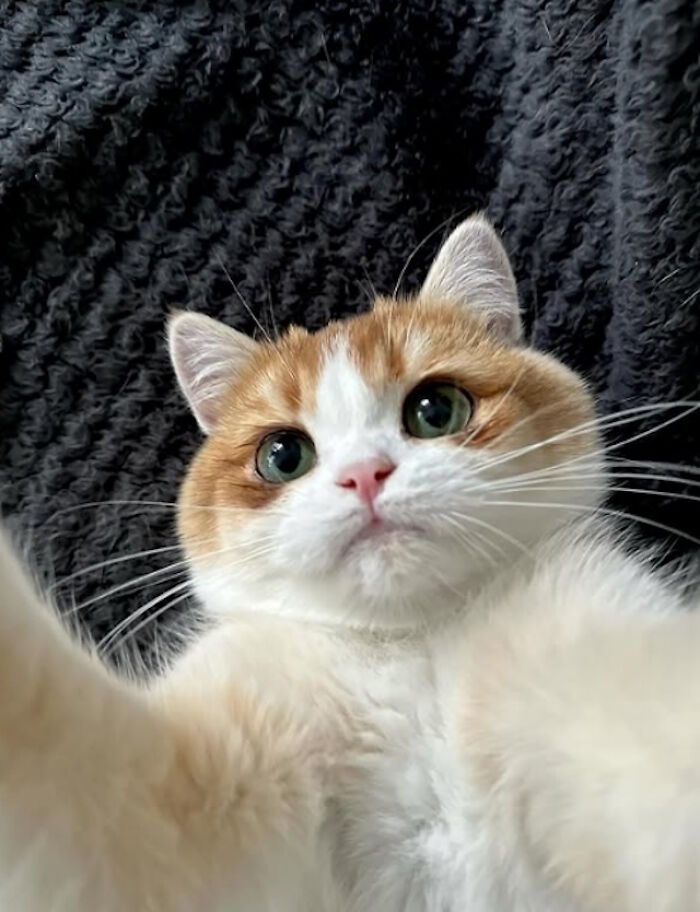 While You&#8217;re Away, Your Cat&#8217;s Taking Selfies (10 Pics)