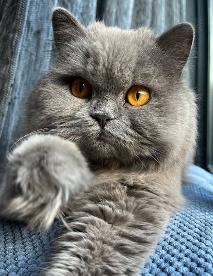 While You&#8217;re Away, Your Cat&#8217;s Taking Selfies (10 Pics)