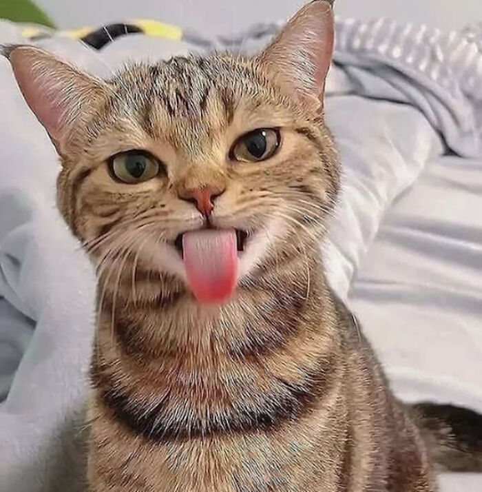 While You&#8217;re Away, Your Cat&#8217;s Taking Selfies (10 Pics)