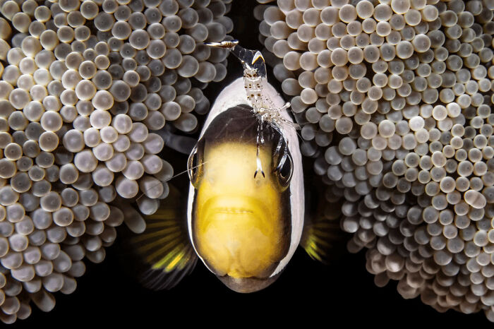 These Stunning Wildlife Photos From The 2025 Awards Might Take Your Breath Away (25 Pics)