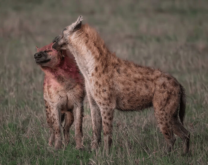 These Stunning Wildlife Photos From The 2025 Awards Might Take Your Breath Away (25 Pics)