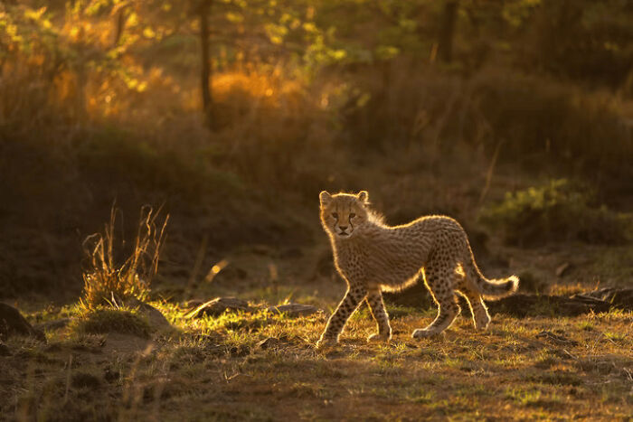 These Stunning Wildlife Photos From The 2025 Awards Might Take Your Breath Away (25 Pics)