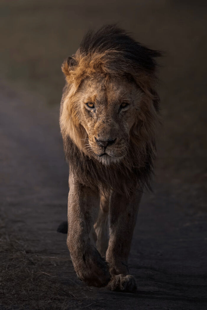 These Stunning Wildlife Photos From The 2025 Awards Might Take Your Breath Away (25 Pics)