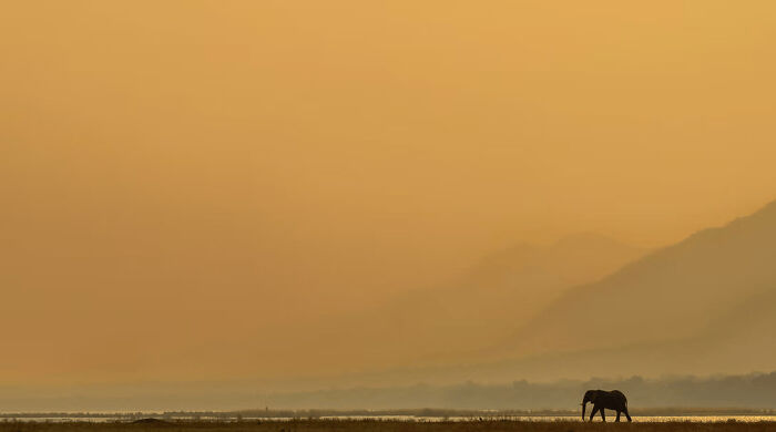 These Stunning Wildlife Photos From The 2025 Awards Might Take Your Breath Away (25 Pics)