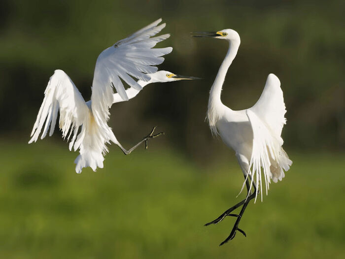 These Stunning Wildlife Photos From The 2025 Awards Might Take Your Breath Away (25 Pics)