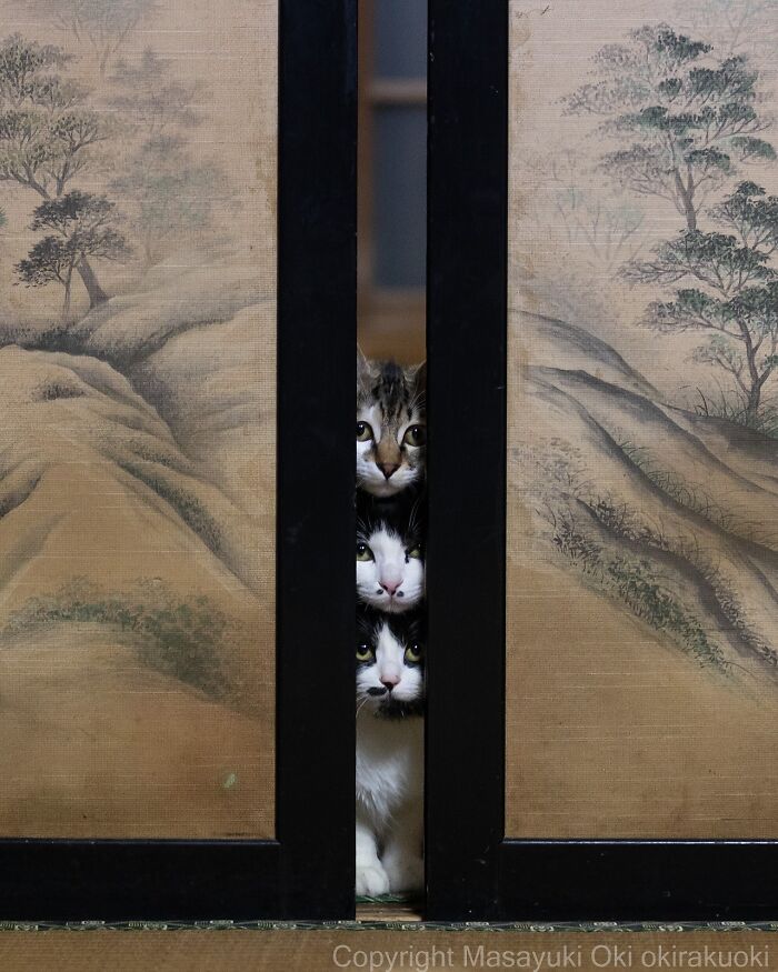 34 Pictures Of Unique Personalities Of Stray Cats As Captured By This Japanese Photographer (New Pics)