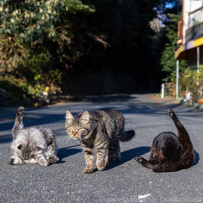 34 Pictures Of Unique Personalities Of Stray Cats As Captured By This Japanese Photographer (New Pics)