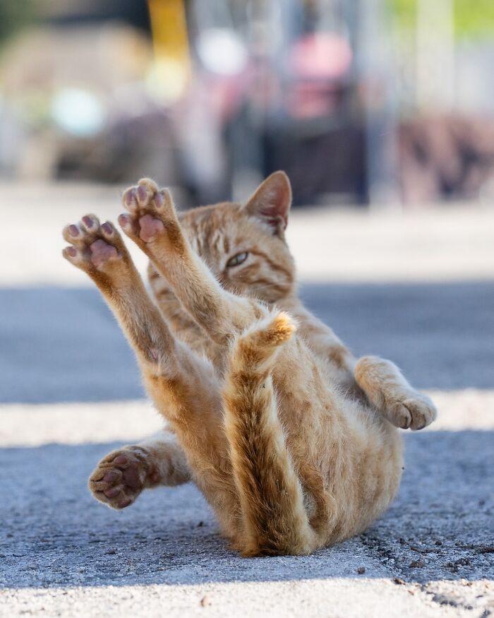 34 Pictures Of Unique Personalities Of Stray Cats As Captured By This Japanese Photographer (New Pics)
