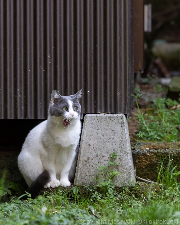 34 Pictures Of Unique Personalities Of Stray Cats As Captured By This Japanese Photographer (New Pics)