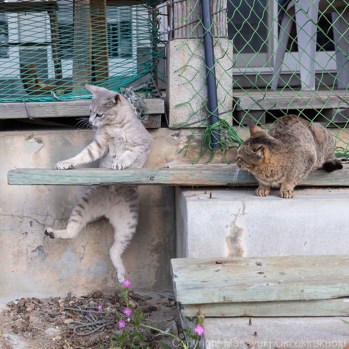 34 Pictures Of Unique Personalities Of Stray Cats As Captured By This Japanese Photographer (New Pics)