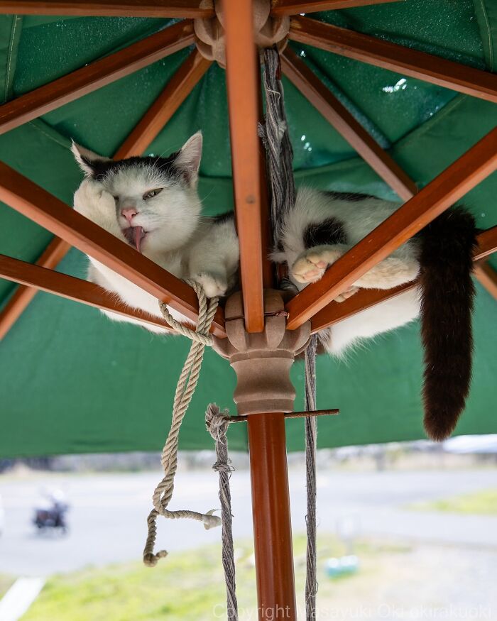 34 Pictures Of Unique Personalities Of Stray Cats As Captured By This Japanese Photographer (New Pics)