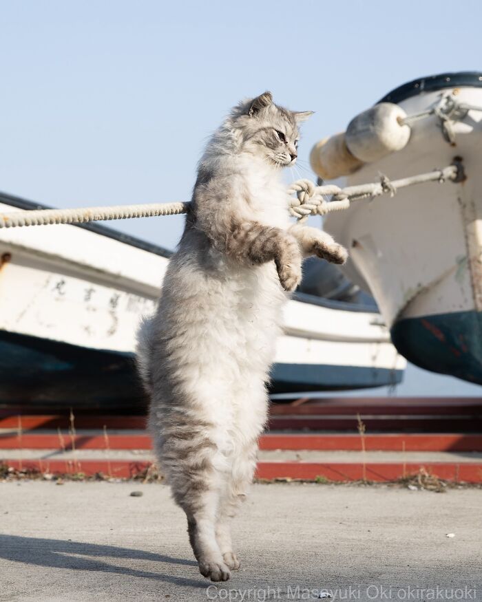 34 Pictures Of Unique Personalities Of Stray Cats As Captured By This Japanese Photographer (New Pics)