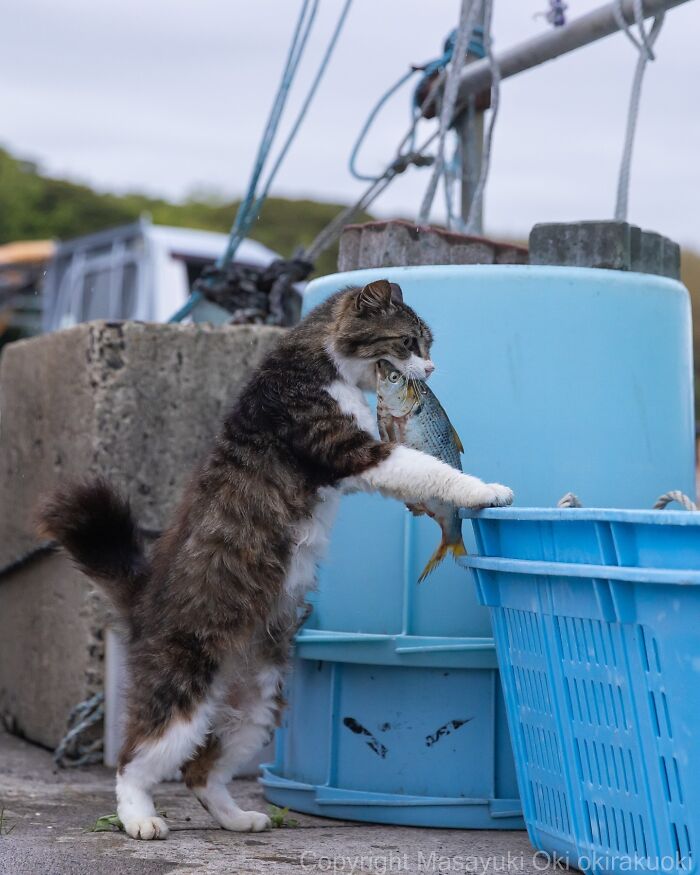 34 Pictures Of Unique Personalities Of Stray Cats As Captured By This Japanese Photographer (New Pics)