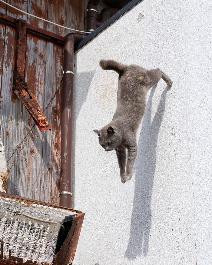34 Pictures Of Unique Personalities Of Stray Cats As Captured By This Japanese Photographer (New Pics)