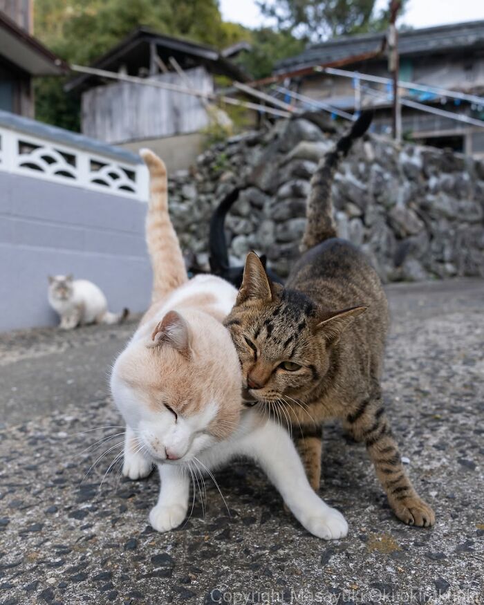 34 Pictures Of Unique Personalities Of Stray Cats As Captured By This Japanese Photographer (New Pics)